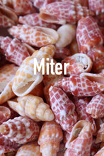 Load image into Gallery viewer, Miter Shell Bangle