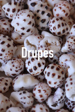 Load image into Gallery viewer, Drupe Bangle