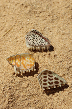 Load image into Gallery viewer, Mini Seashell Claw Clip Bundle
