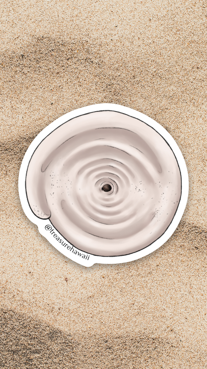 Puka Shell Sticker – Shell of the Month Series – treasure hawaii
