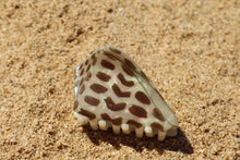 Load image into Gallery viewer, Hebrew Claw Clip
