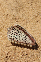Load image into Gallery viewer, Flea Cone Claw Clip
