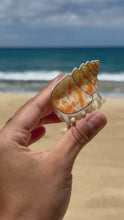 Load and play video in Gallery viewer, Mini Seashell Claw Clip Bundle
