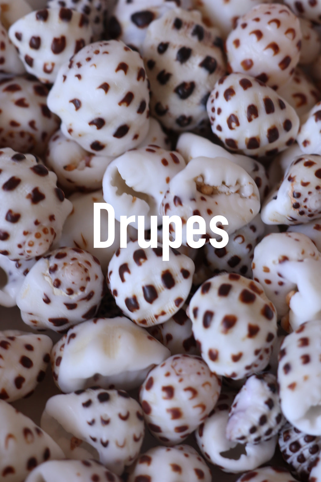 Drupe Bangle